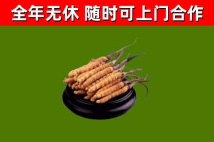 镇平县烟酒回收冬虫夏草.jpg